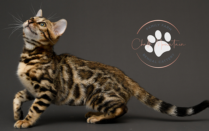 Bengal kitten for sale